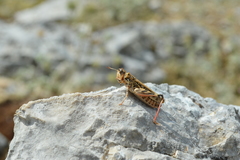 Dociostaurus maroccanus