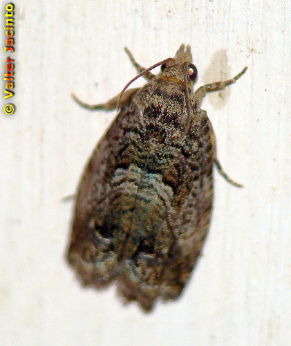 Large Beech Piercer, photo 6 of 10