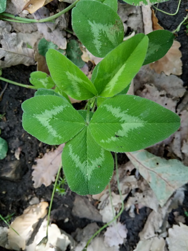 Trifolium pratense image