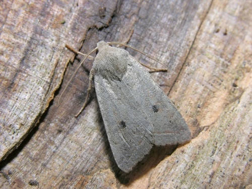 Red-line Quaker, photo 4 of 10