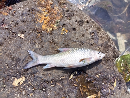Baringo barb (Labeobarbus intermedius) — Cyprinidae