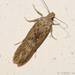 Potato Tuber Moth - Photo (c) Valter Jacinto, some rights reserved (CC BY-NC-SA)