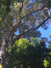 Metrosideros robusta