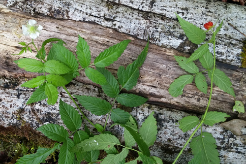 Rubus rosifolius observed 2018-08-22