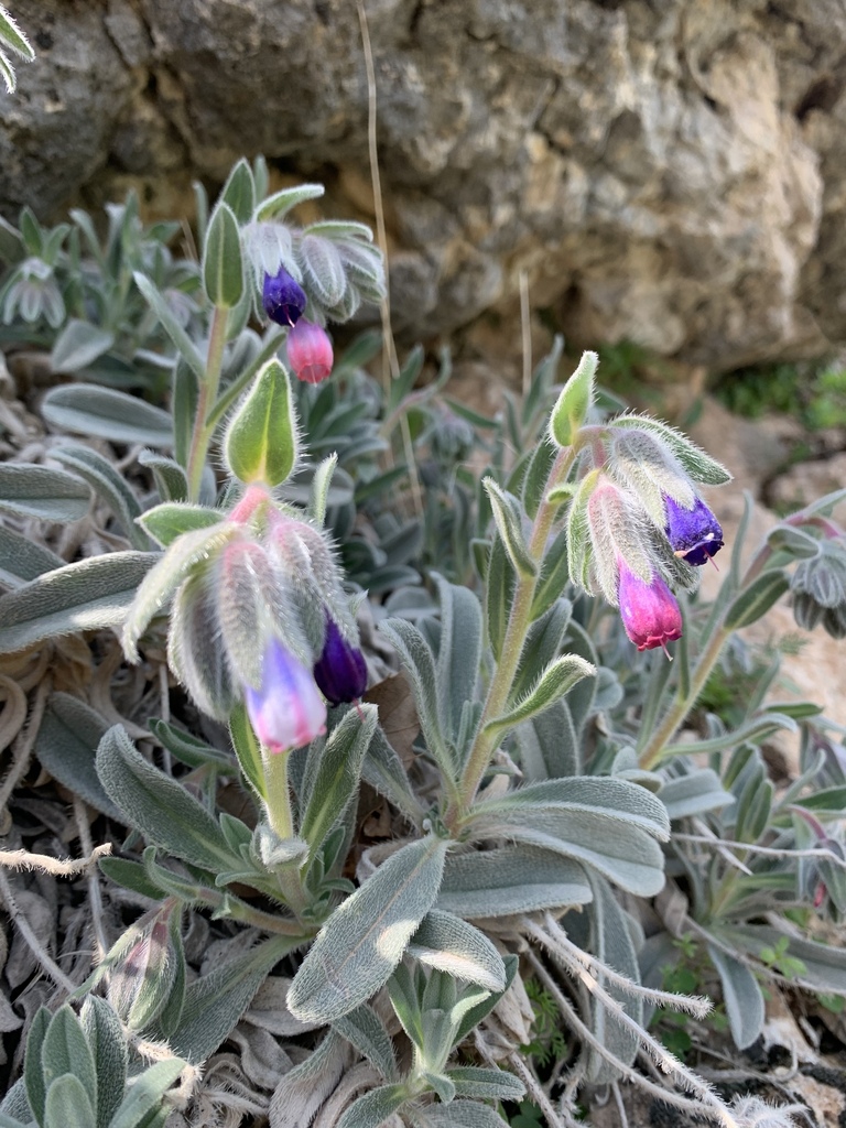 Onosma alborosea