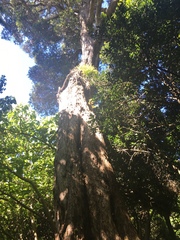 Metrosideros robusta