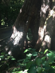 Metrosideros robusta