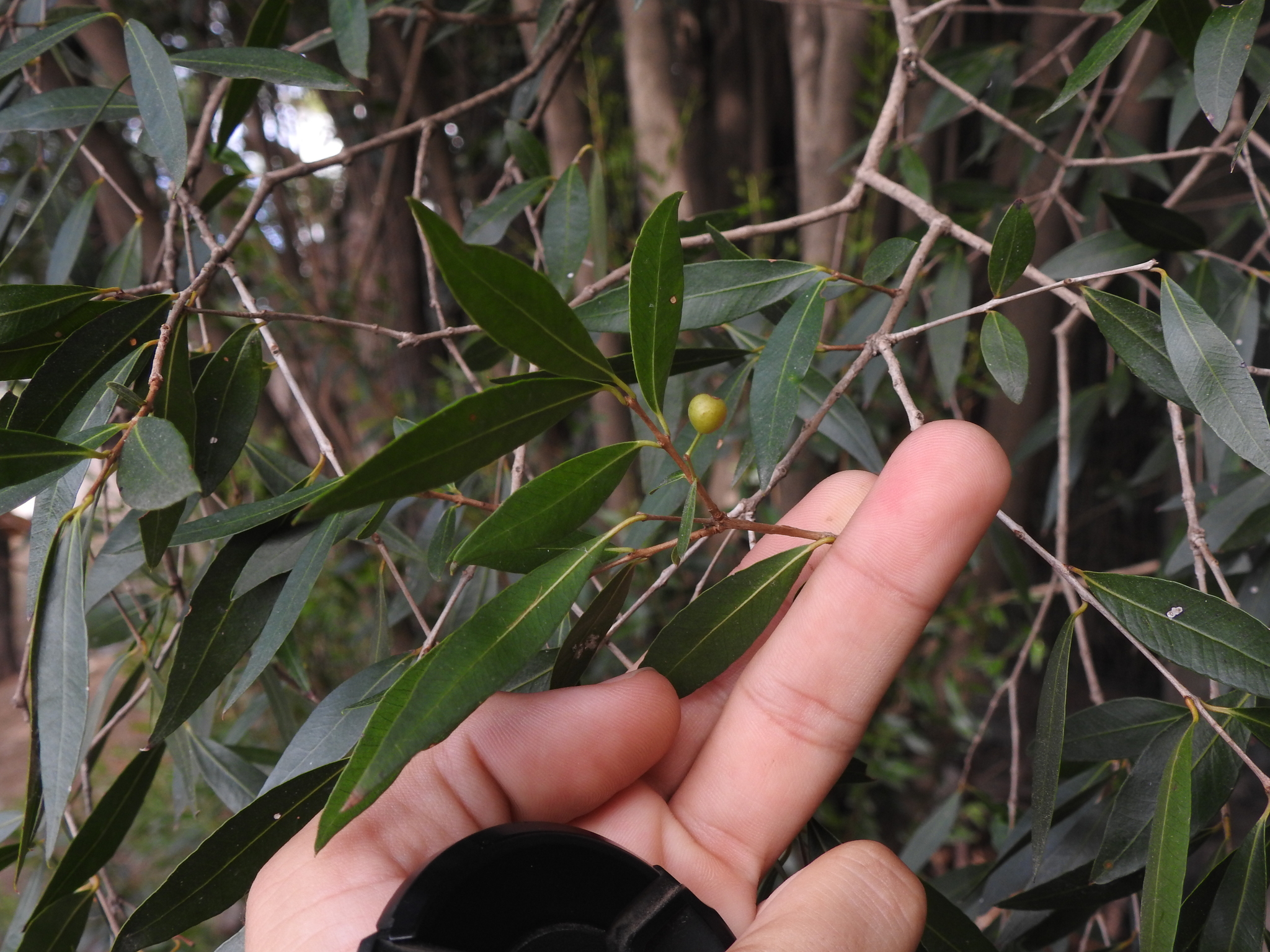 Blepharocalyx salicifolius (Kunth) O.Berg
