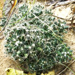 Escobaria missouriensis