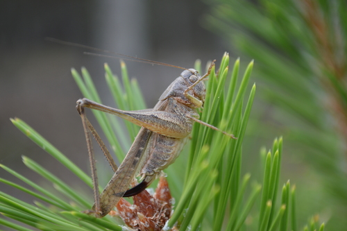 Dvogrbi šikarski konjic (Platycleis intermedia)