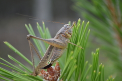 Platycleis intermedia