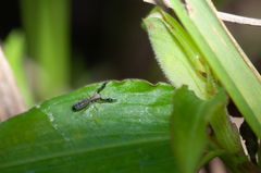 Cheliferoides longimanus