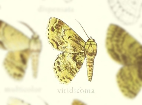 Hypodoxa viridicoma