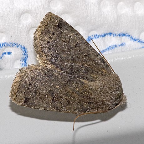 Dark Chestnut