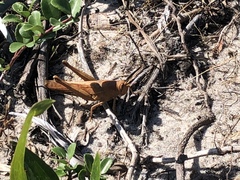 Schistocerca rubiginosa