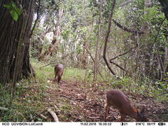 Nesotragus moschatus