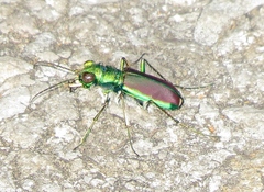 Cicindela splendida