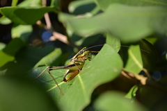 Eupholidoptera schmidti