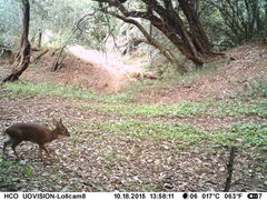 Nesotragus moschatus