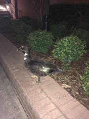 Cairina moschata domestica