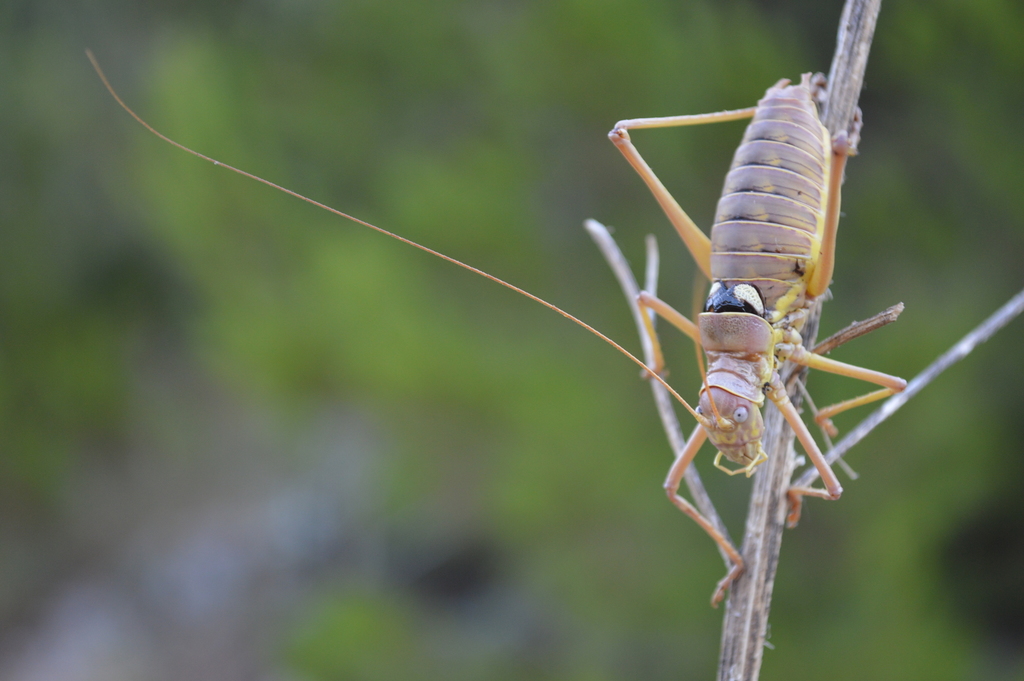 Dalmatian Saddle Bush-cricket