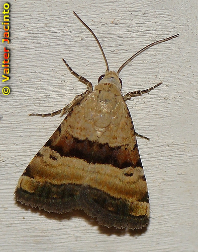 Pseudozarba