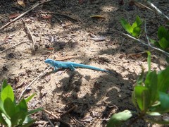 Cnemidophorus splendidus