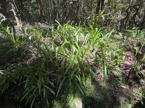 Agapanthus praecox image