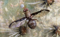Diacrita costalis