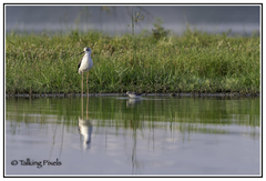 Himantopus himantopus