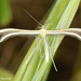 Western Thyme Plume Moth - Photo (c) Valter Jacinto, some rights reserved (CC BY-NC-SA)