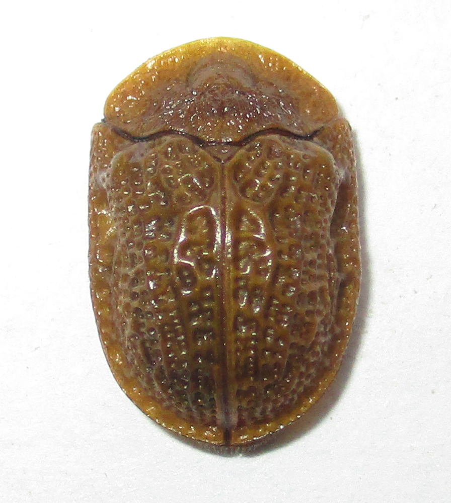Laccoptera rugosicollis