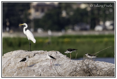 Ardea alba