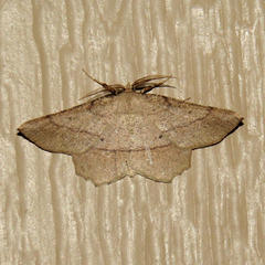 Euchlaena marginaria