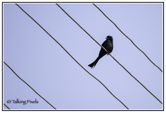 Dicrurus macrocercus