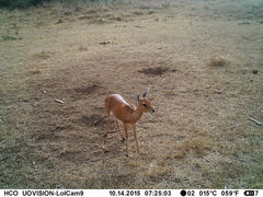 Raphicerus campestris neumanni