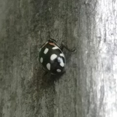 Eriopis punicola