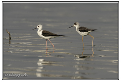 Himantopus himantopus