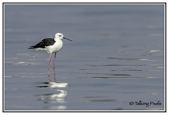 Himantopus himantopus