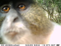 Cercopithecus mitis kolbi