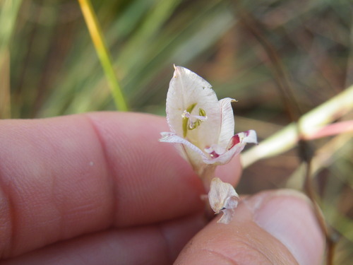 Image of Gladiolus pretoriensis by (c) Antoinette Eyssell Knox, some rights reserved (CC BY-SA)