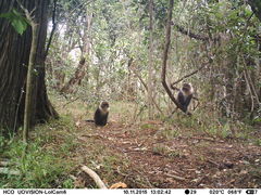 Cercopithecus mitis kolbi