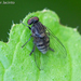 Lindneromyia dorsalis - Photo (c) Valter Jacinto, some rights reserved (CC BY-NC-SA)