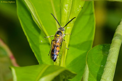 Dielis trifasciata