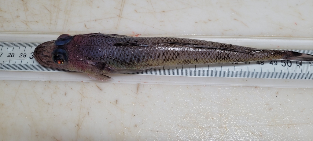 Goby Flathead (Bembrops gobioides) — Percophidae