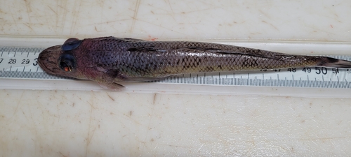 Goby Flathead (Bembrops gobioides) — Percophidae