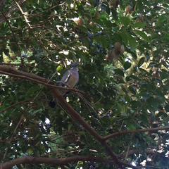 Columba palumbus