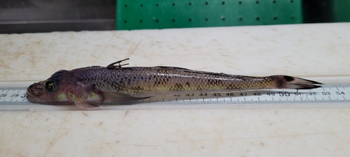 Goby Flathead (Bembrops gobioides) — Percophidae — 2