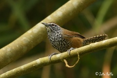 Pheugopedius maculipectus