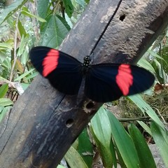 Heliconius erato hydara